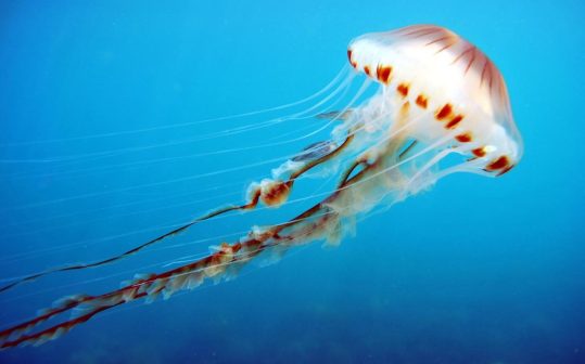 jellyfish-mysxyspecs